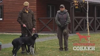 Охотничьи собаки. 3 серия. Английский пойнтер