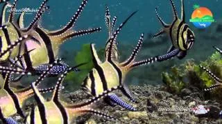 Critters of the Lembeh Strait | Episode 13/2014