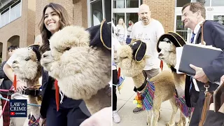 Johnny Depp's Lawyers Camille Vasquez & Ben Chew Pose For Pictures with Alpacas