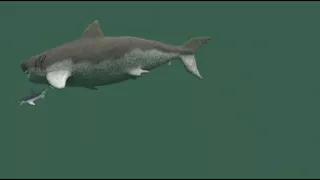 360 Megalodon VS SHARK