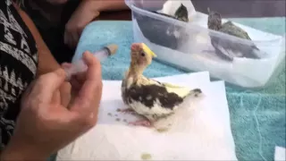 Hand feeding 3 week old cockatiels