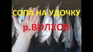 Рыбалка на р.Волхов. Сопа на удочку 30.04.2022 г.