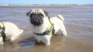 Beach Day!  *Swimming Pugs!*