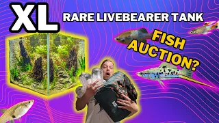 My BIGGEST scape yet! 275L livebearer community (aquascape tutorial)