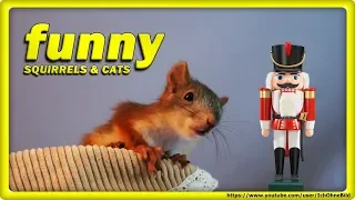 🔴 FUNNY SQUiRRELS • the nut factory / CATS • RUSSIA • EiCHHÖRNCHEN - белка