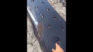 песок в междурядии для укоренения усов клубники