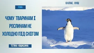 Урок 7.Чому тваринам і рослинам не холодно під снігом 6 клас. НУШ