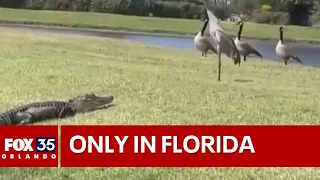 Alligator mating season: Wild encounters seen in Florida