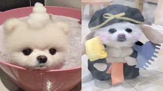 Tik Tok Chó Phốc Sóc Mini | Funny and Cute Pomeranian Videos #47