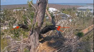 Captiva Eagle Cam ✿ Connick Losing Some Flight Feathers ✿ 2023.04.04