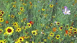 How To Plant A Wildflower Meadow Part II