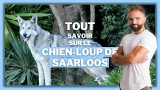 Race de chien : Chien-Loup de Saarloos !