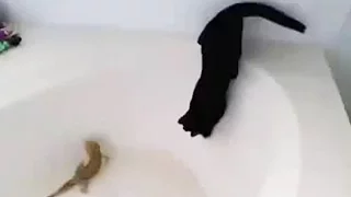 Cats HATE Water 🙀 [Funny Pets]