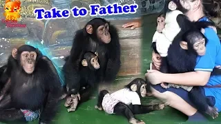 How busy.................Take Small Chimpanzee  to dad