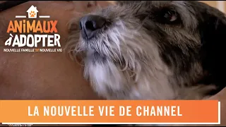 La nouvelle vie de Channel - Animaux À Adopter