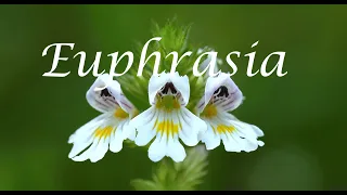 Euphrasia officinalis - Augentrost - Ahnenmedizin & Seelenhomöopathie - Kim Fohlenstein