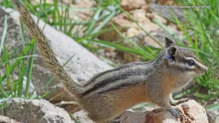 Chipmunk native to New Mexico could soon be protected by feds