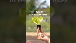 Grow perfect lettuces with this simple trick! #garden #gardening #gardeningtips #organicfarming