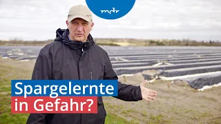 Spargelbauern in Sorge: Fällt die Ernte ins Wasser? | Umschau | MDR