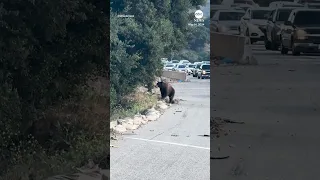 Bear stops traffic on Southern California freeway