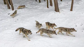 Wolf Pack - The Wild Side - Documentary