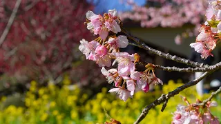 Matsuda Cherry Blossom Festival Montage - Nishihirabatake Park, Kanagawa prefecture, Japan