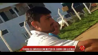 Cobra se enrosca em motor de carro em Ilicínea