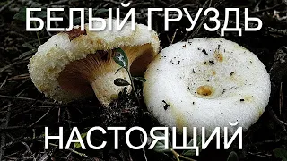 Грузди Белые Настоящие! Грибы на КАЖДОМ ШАГУ! ПОЛНО ГРИБОВ В ЛЕСУ! НЕОЖИДАННАЯ ВСТРЕЧА С ГРИБНИКАМИ!