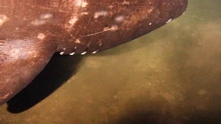 Rarely Seen Shark Filmed Near Underwater Volcano | National Geographic