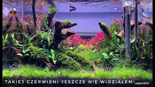 PRZEPIĘKNA ROTALA H'RA W AKWARIUM NATURALNYM 60CM |Robimy serwis w Aqua Show|