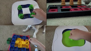 Jesse the Puzzle Master! Dog Enrichment & Mental Stimulation