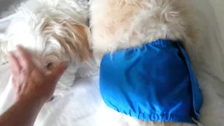 Male Dog diaper trick for old dogs (read the description)