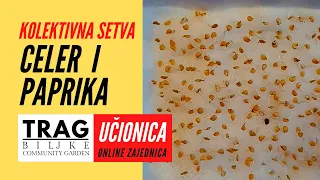 KOLEKTIVNA SETVA CELERA I PAPRIKA - UČIONICA (2022) [TRAG BILJKE]