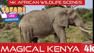 African Safari 4k - Amazing Wildlife of African Savanna.