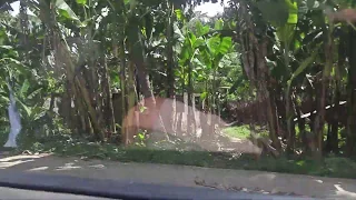 Занзибар, по джунглям на такси из Стоун-Таун в Nungwi. Танзания.