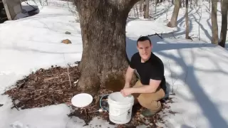 How to Make Maple Syrup