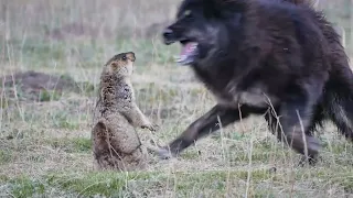 Himalayan marmot killed by Himalayan mountain dog - Ruourgai to Tangkexiang (China) 16-5-2018