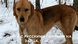 охота с русскими гончими на зайца. 12 .01. 2022 год#33регион #охота #собаки #отдых #жизнь #лес