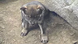 Four Week Old Mexican Wolf Pups Grow Bolder
