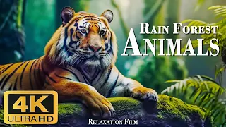 An animal from a tropical forest (4k UHD) - a relaxing landscape film with cinematic music