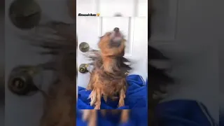 dog short video | dog videos #shorts #shortsvideo #tiktok #youtube #shortvideo #short #doglover #bts