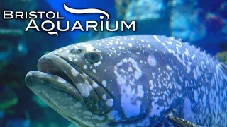 A Tour of Bristol Aquarium! - Bristol Aquarium 2023