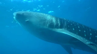 Whale shark with remoras and pilots fishes (Китовая акула с рыбами-прилипалами и рыбами-лоцманами)