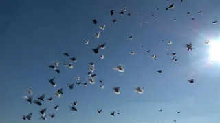 Тренировка голубей 30,09,2018 2й гон