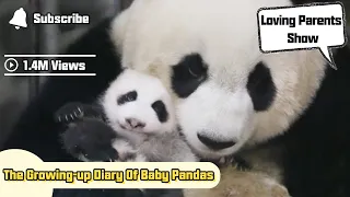 The Growing-up Diary Of Baby Pandas | iPanda