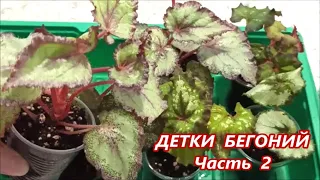 ДЕТКИ 🌺 БЕГОНИЙ на ПРОДАЖУ почтой ✅ Часть 2