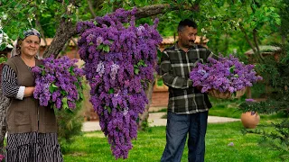 The Best Spring Scent: Picking Lilac Flowers and Making Jam