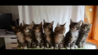 Смешные коты 3 (Funny Cats Compilation )