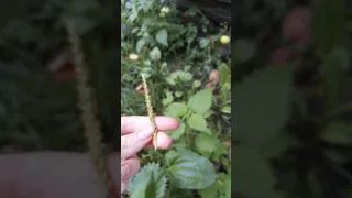 Какую траву можно давать улиткам???!🐌🐌🐌🌱🌱🌱