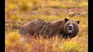 Someone May Die Today.........Insane Grizzly Bear Nightmare